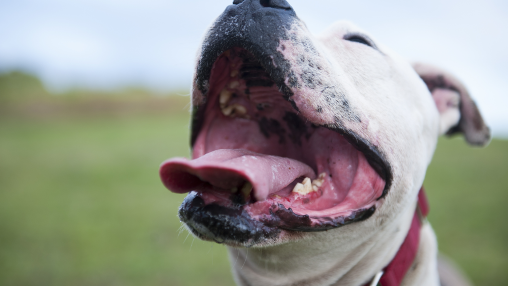 Licencia para perros peligrosos en Reconocimientos Médicos de Navarra